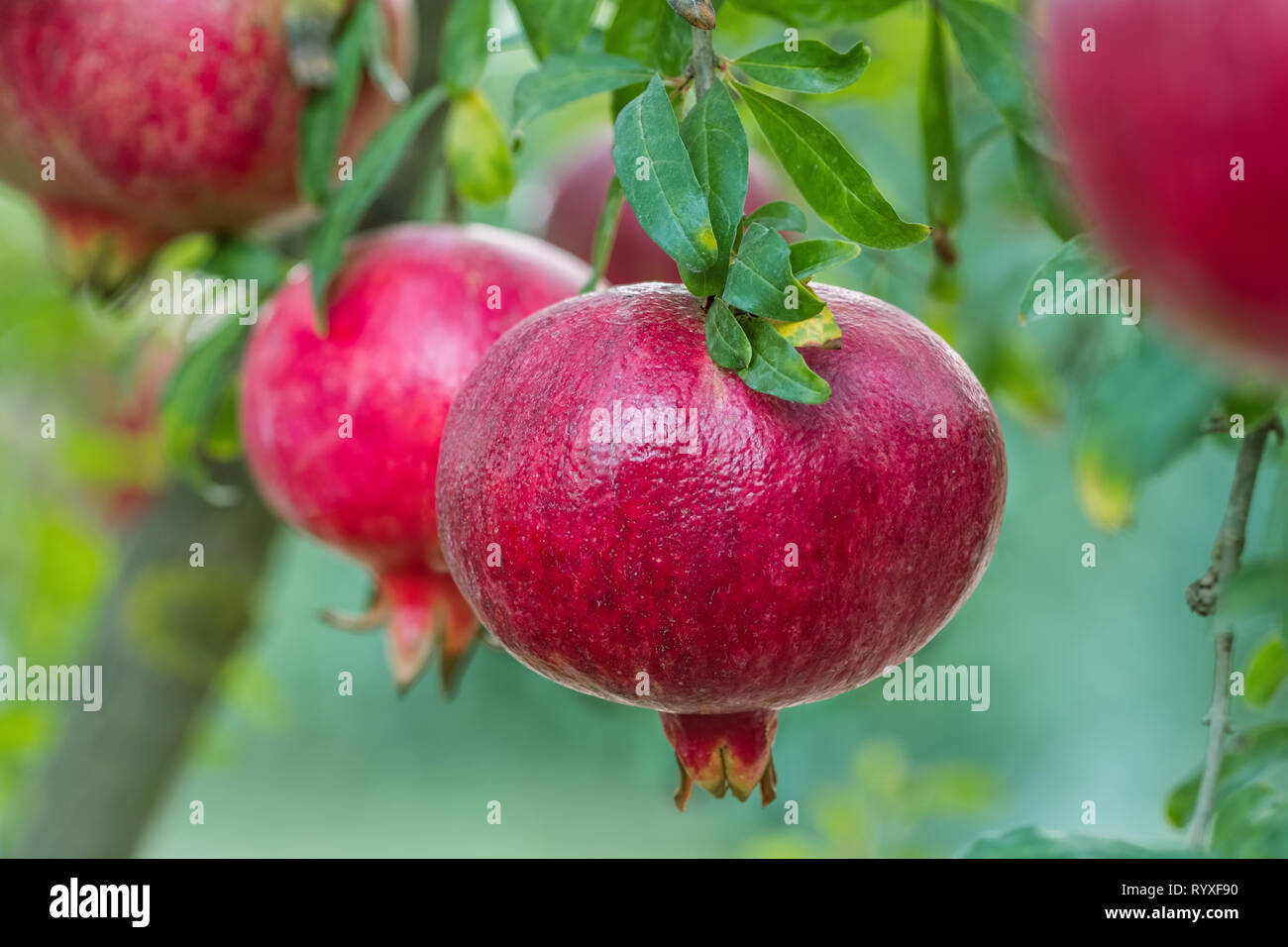 Ripe pomegranate fruits on a tree branch close-up Stock Photo