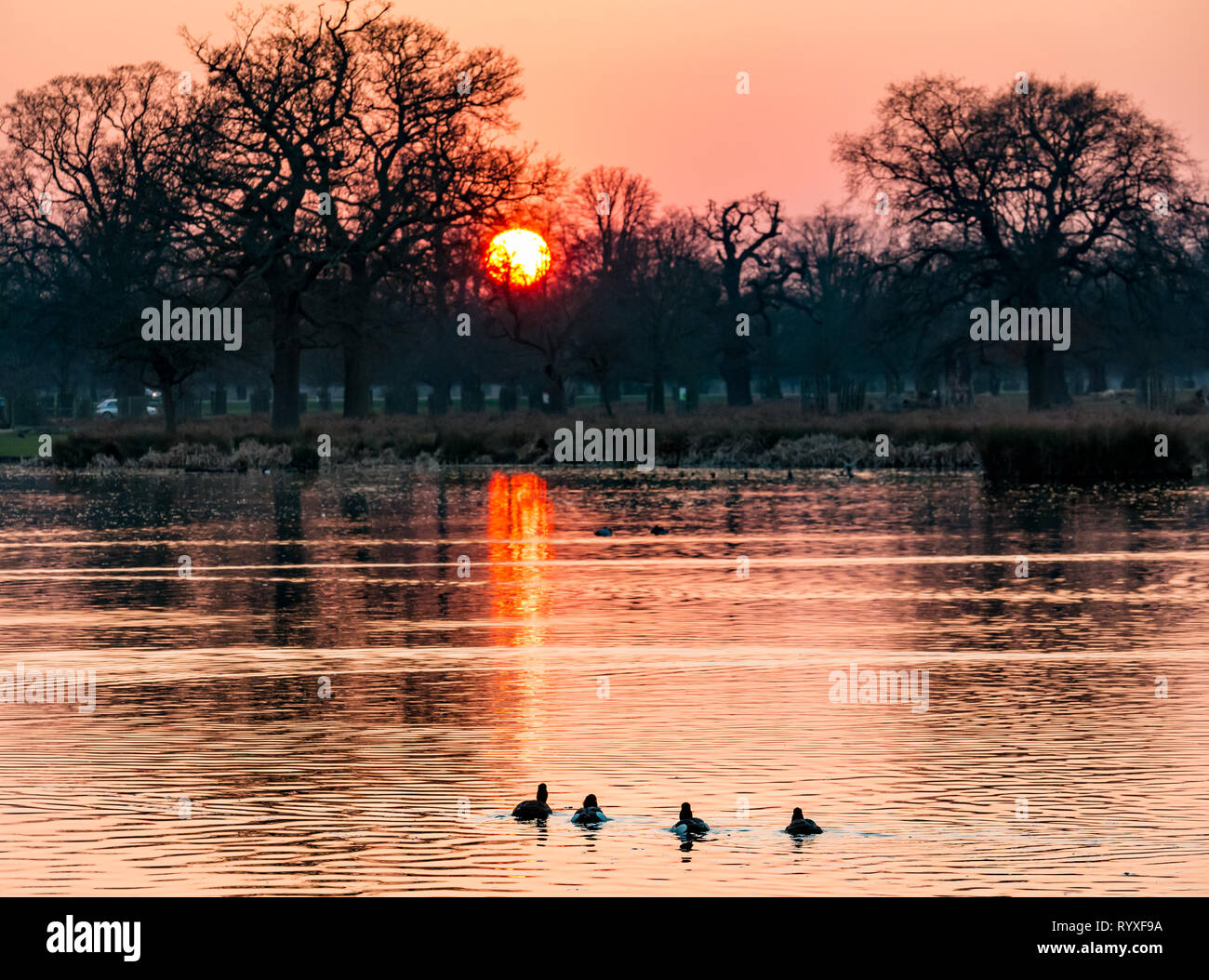 Orange Winter sunset reflected on duck pond, England, UK Stock Photo