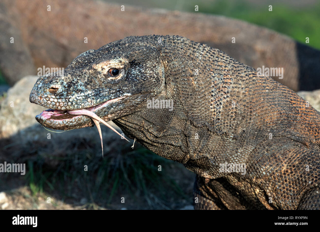 Komodo dragon with the forked tongue sniff air. Close up portrait. The