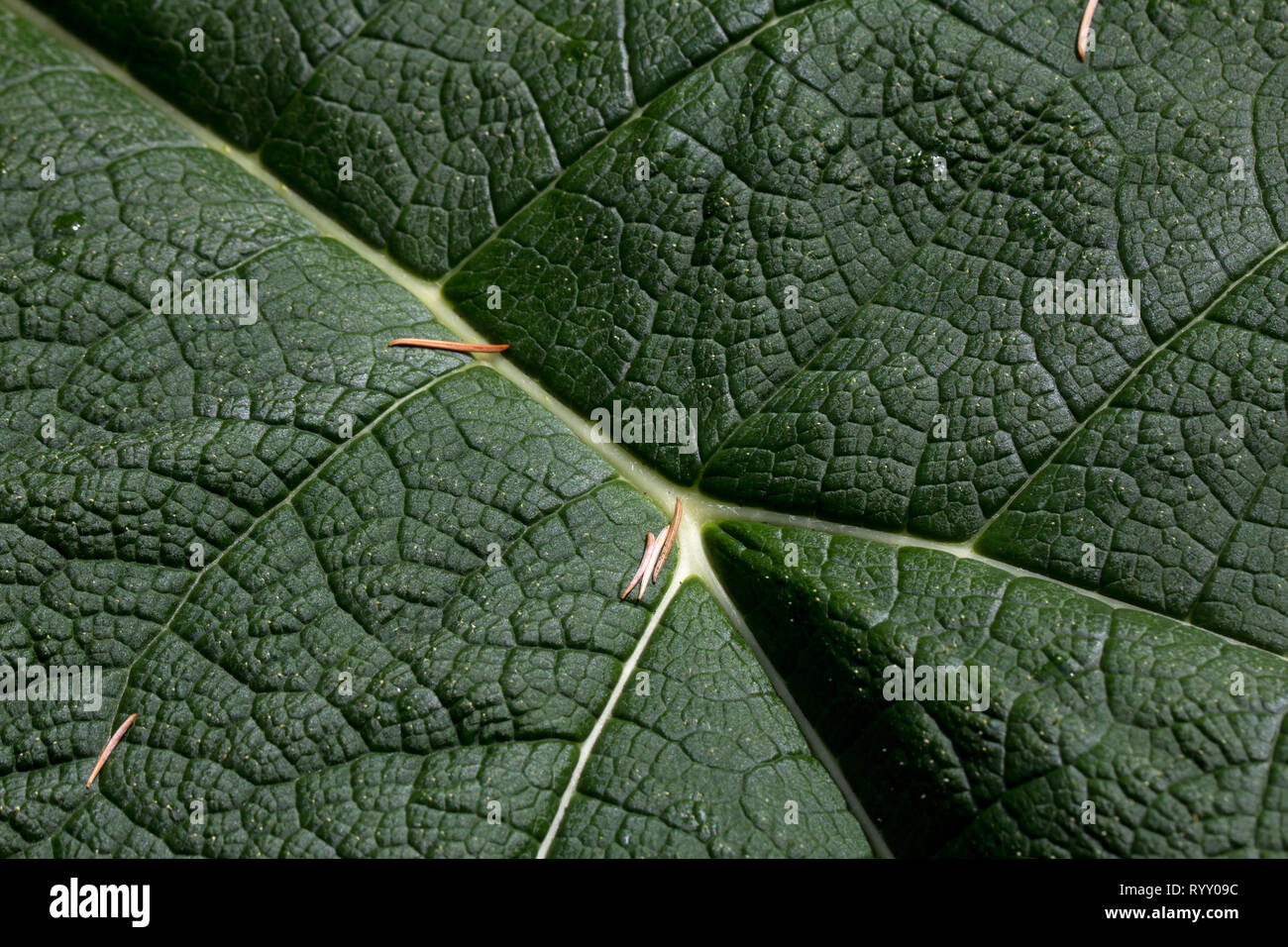 Close-up of giant rhubarb leaf looks like aerial view of grassy hills with white rivers and creeks Stock Photo