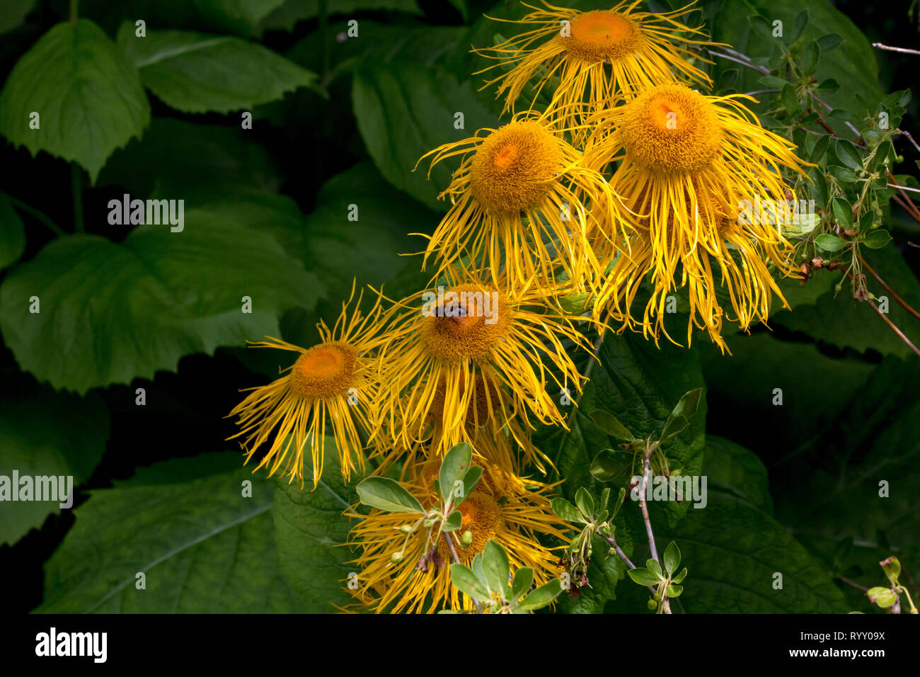 Unusual yellow and orange flowers with large heads and droopy petals stand in contrast to dark green behind.  Insect working hard gathering pollen Stock Photo