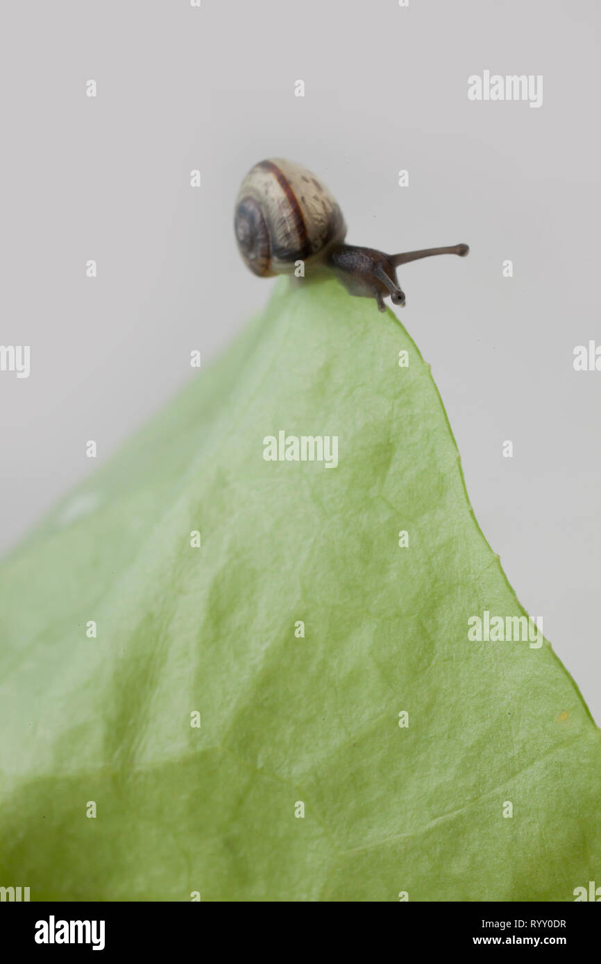 snail eating a lettuce leaf Stock Photo Alamy