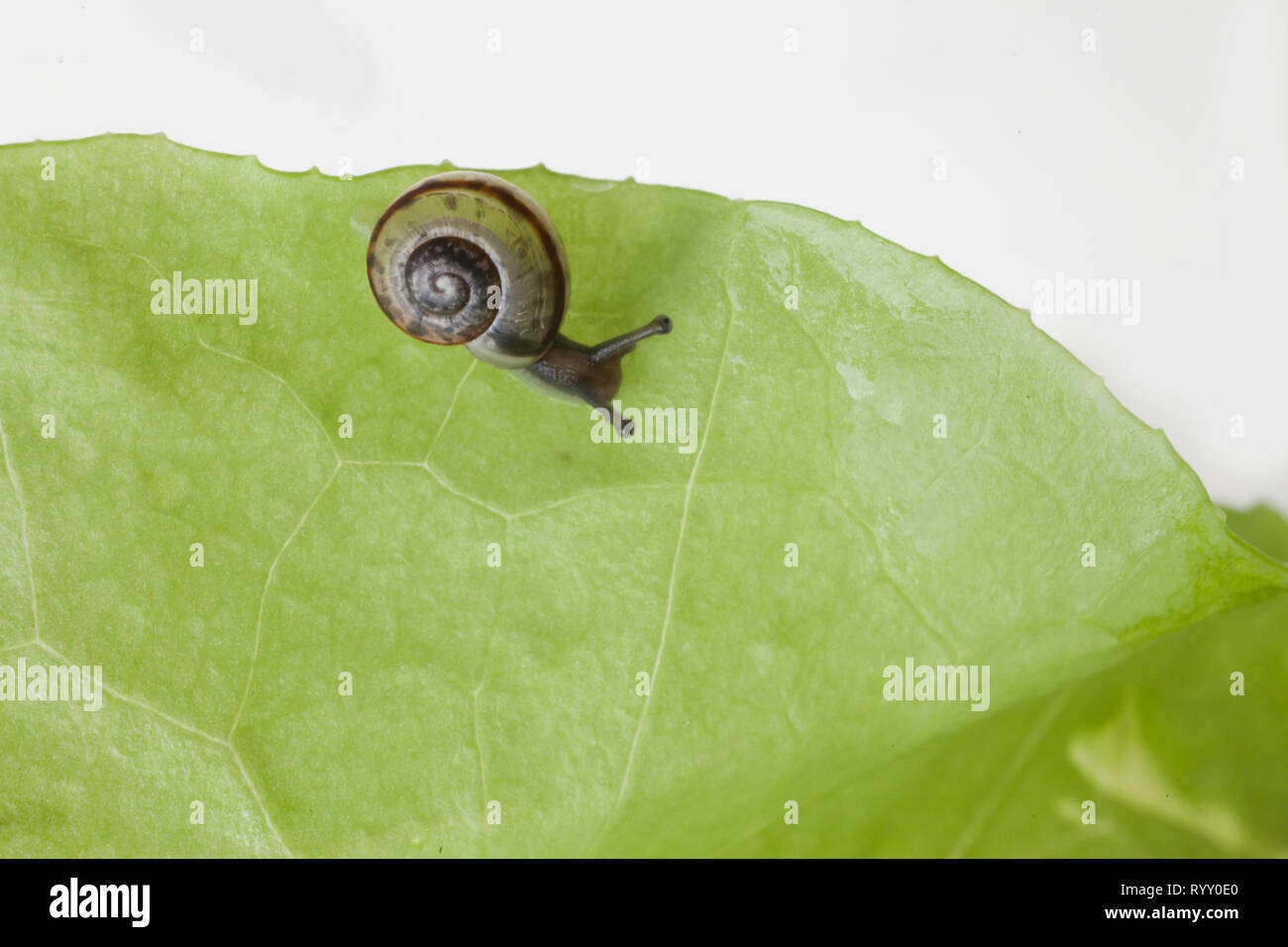 snail eating a lettuce leaf Stock Photo Alamy