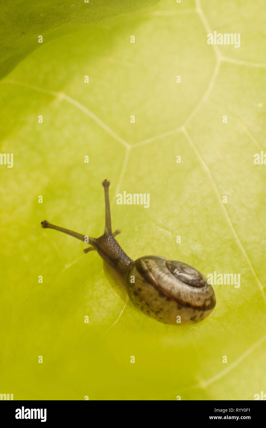snail eating a lettuce leaf Stock Photo Alamy