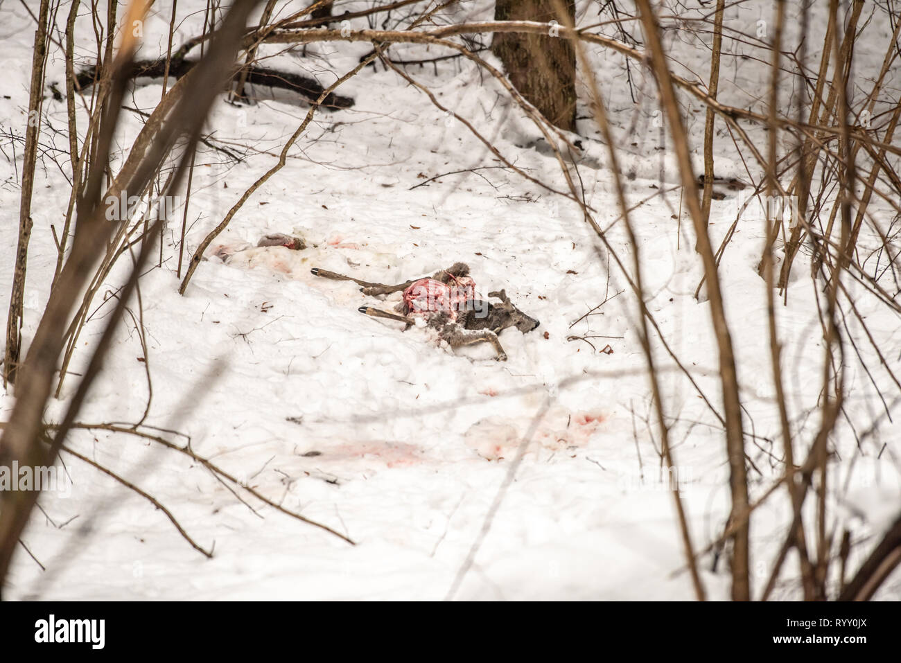 Deer carcass in the snow Stock Photo