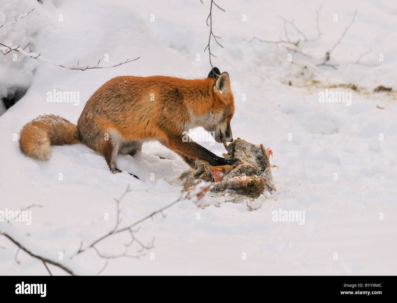 red fox in winter feeding on deer carcass, cute red fox with roe deer carrion in winter landscape Stock Photo