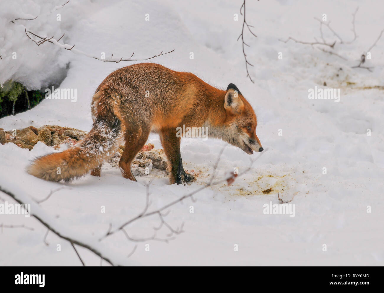 red fox in winter feeding on deer carcass, cute red fox with roe deer carrion in winter landscape Stock Photo