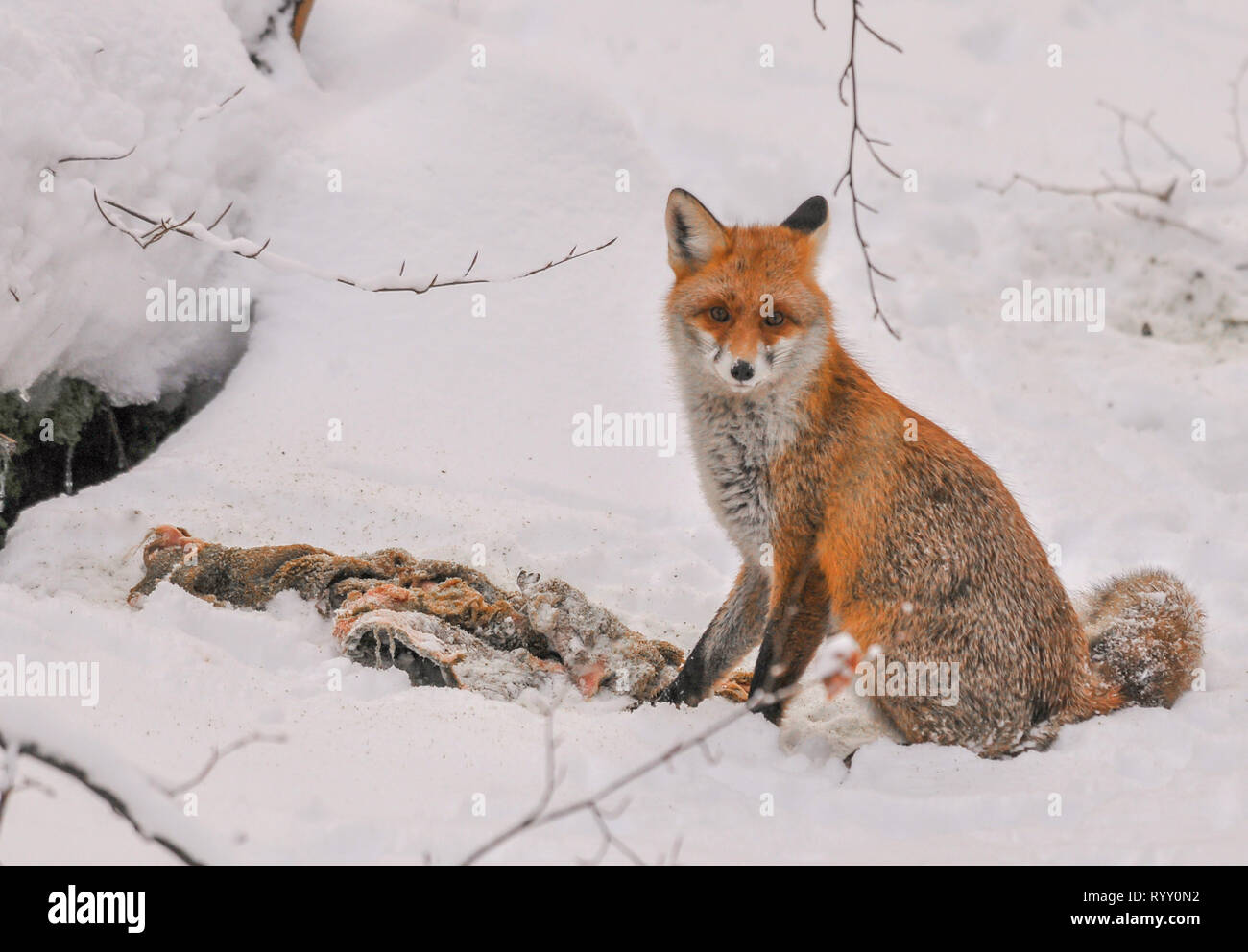 red fox in winter feeding on deer carcass, cute red fox with roe deer carrion in winter landscape Stock Photo