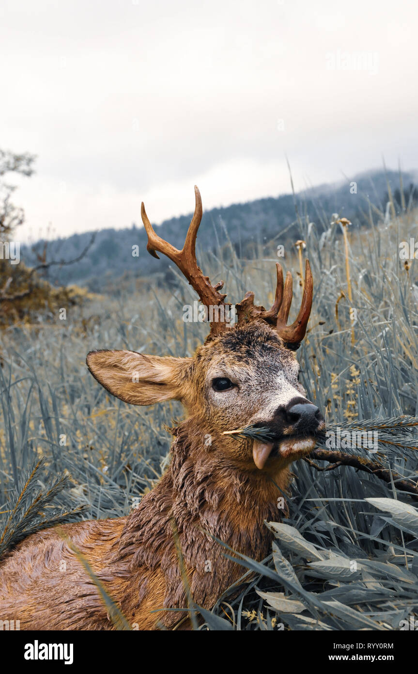 Killed roe deer buck on meadow, Polish Carpathian Mountains, Poland, Europe. Trophy hunting season. Desirable antlers. Deer hunter. Stock Photo