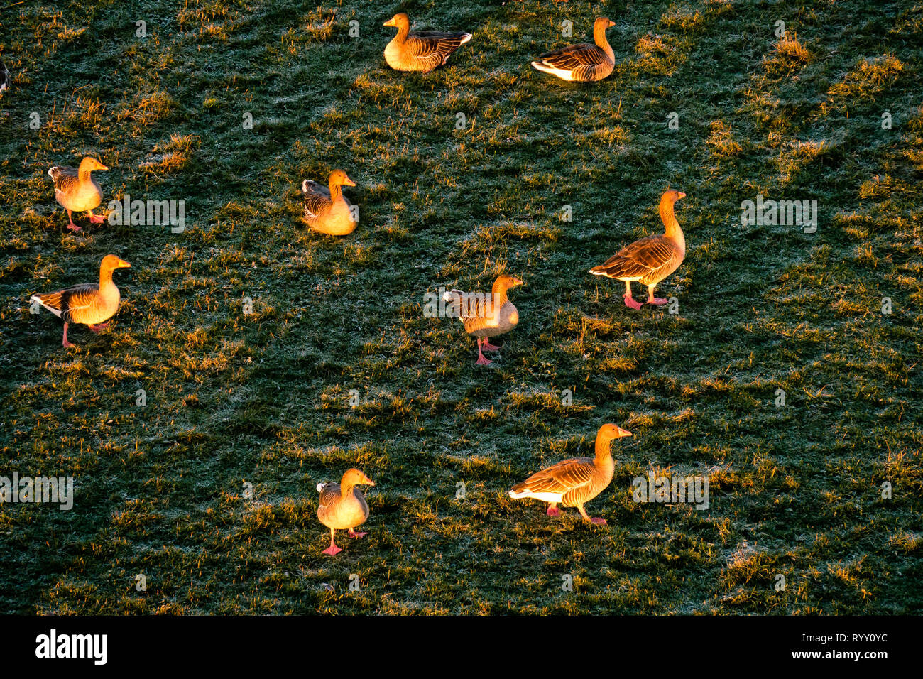 Migration birds from the artic having rest on green farmland in Germany Stock Photo