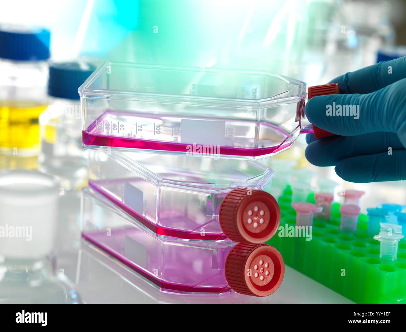 Flask containing stem cells, cultivated in red growth medium in the laboratory. Stock Photo