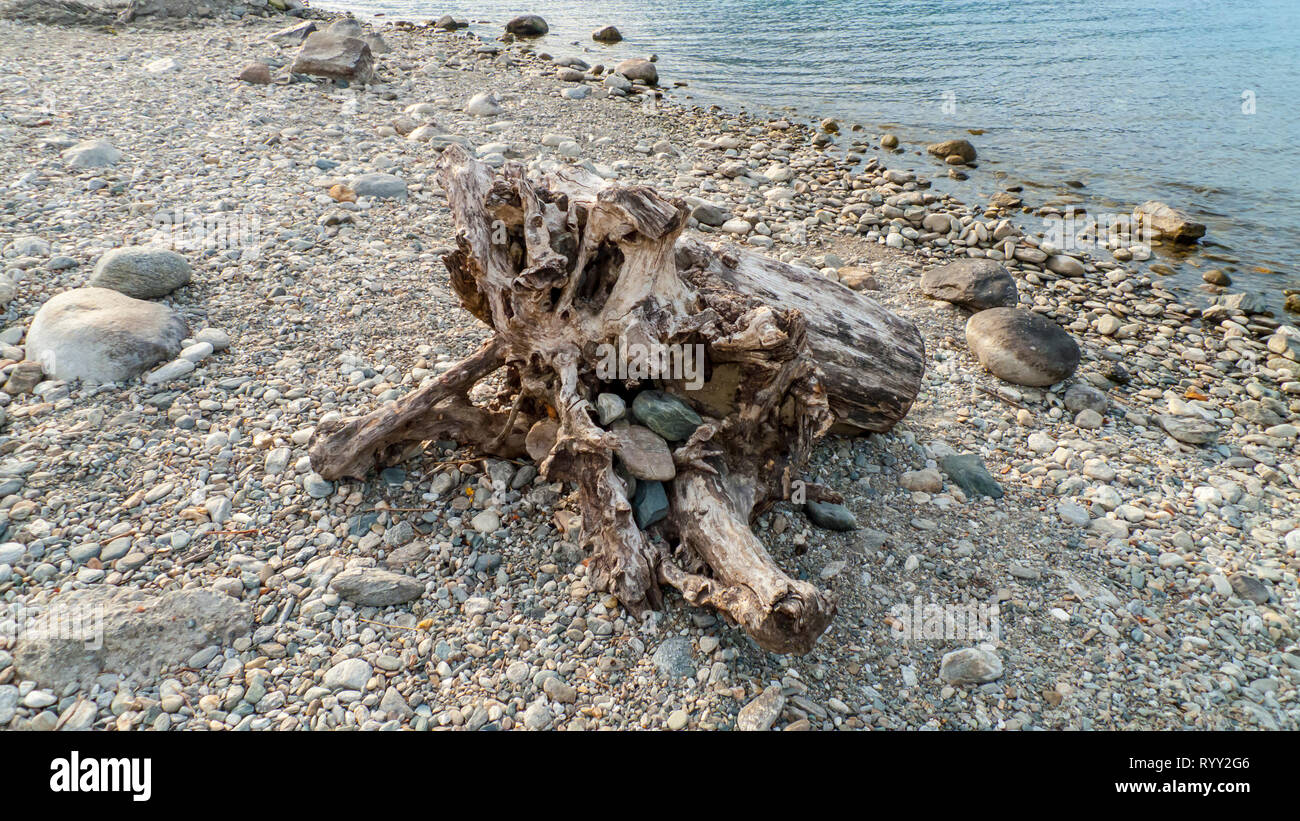 Angeschwemmtes Treibgut, Baumstamm, Holz mit Löchern durchzogen am Strand von Gravedona, Comer See Stock Photo