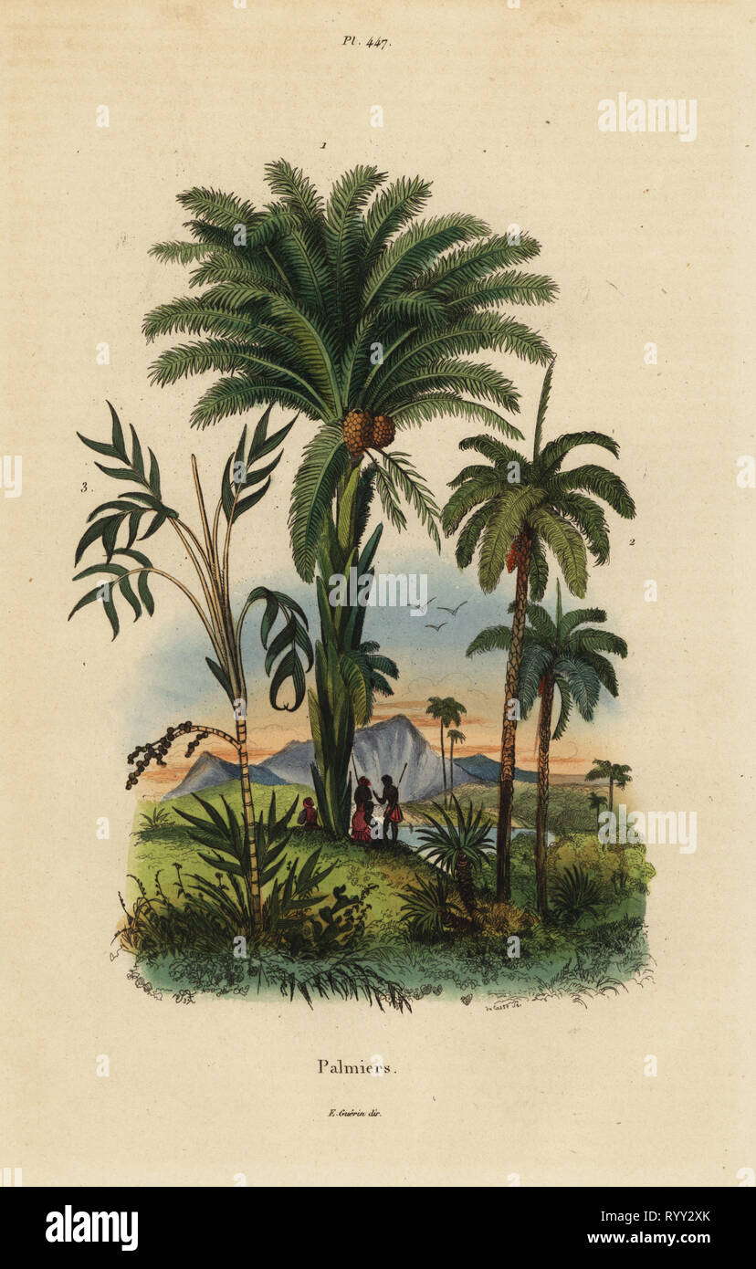 Palm trees: date palm, Phoenix dactylifera 1, Attalea species 2, and Geonoma species 3.  Handcoloured steel engraving by du Casse after an illustration by Adolph Fries from Felix-Edouard Guerin-Meneville's Dictionnaire Pittoresque d'Histoire Naturelle (Picturesque Dictionary of Natural History), Paris, 1834-39. Stock Photo