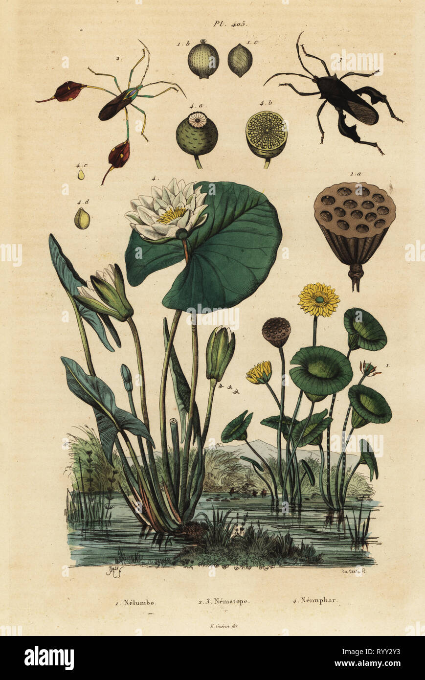 Yellow lotus, Nelumbo lutea 1, leaf-footed bugs, Anisoscelis foliaceus 2 and Anoplocnemis curvipes 3, and white water lily, Nymphaea alba 4. Nelumbo, Nematope, Nenuphar. Handcoloured steel engraving by du Casse after an illustration by Adolph Fries from Felix-Edouard Guerin-Meneville's Dictionnaire Pittoresque d'Histoire Naturelle (Picturesque Dictionary of Natural History), Paris, 1834-39. Stock Photo