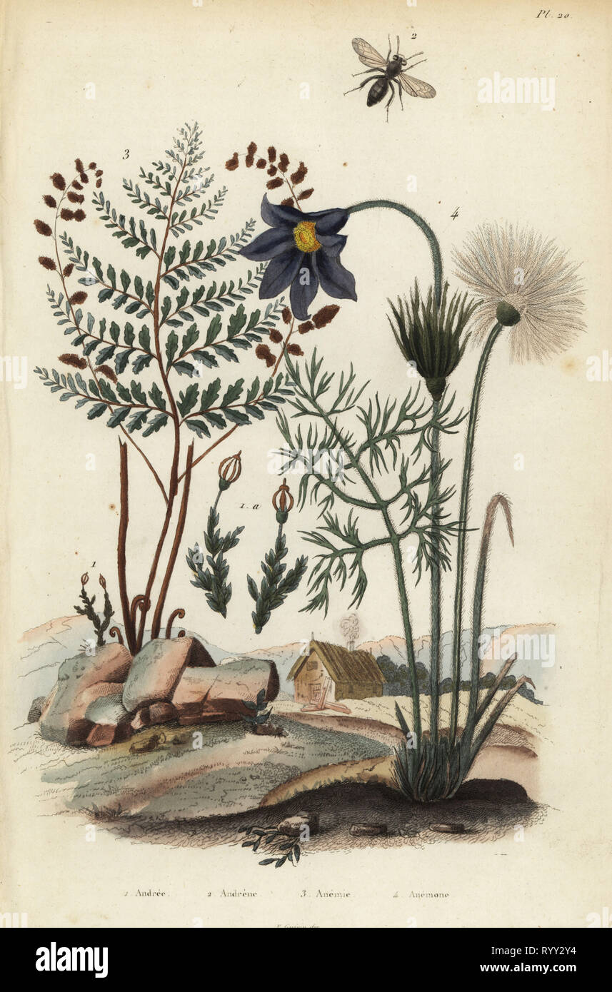Rock moss, Andraea rupestris 1, mining bee, Andrena agilissima 2,  flowering fern, Anemia adiantifolia 3, and pasque flower, Anemone pulsatilla 4. anemone, Andree, Andrene, Anemie, Anemone. Handcoloured steel engraving from Felix-Edouard Guerin-Meneville's Dictionnaire Pittoresque d'Histoire Naturelle (Picturesque Dictionary of Natural History), Paris, 1834-39. Stock Photo