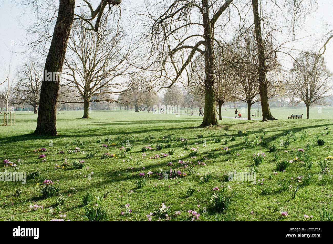 Clissold Park, Stoke Newington, North London UK, in early springtime, with flowers on the grass Stock Photo