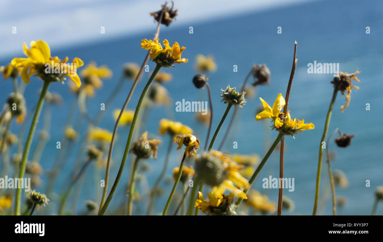 Yellow flowers near Laguna Beach, California Stock Photo Alamy