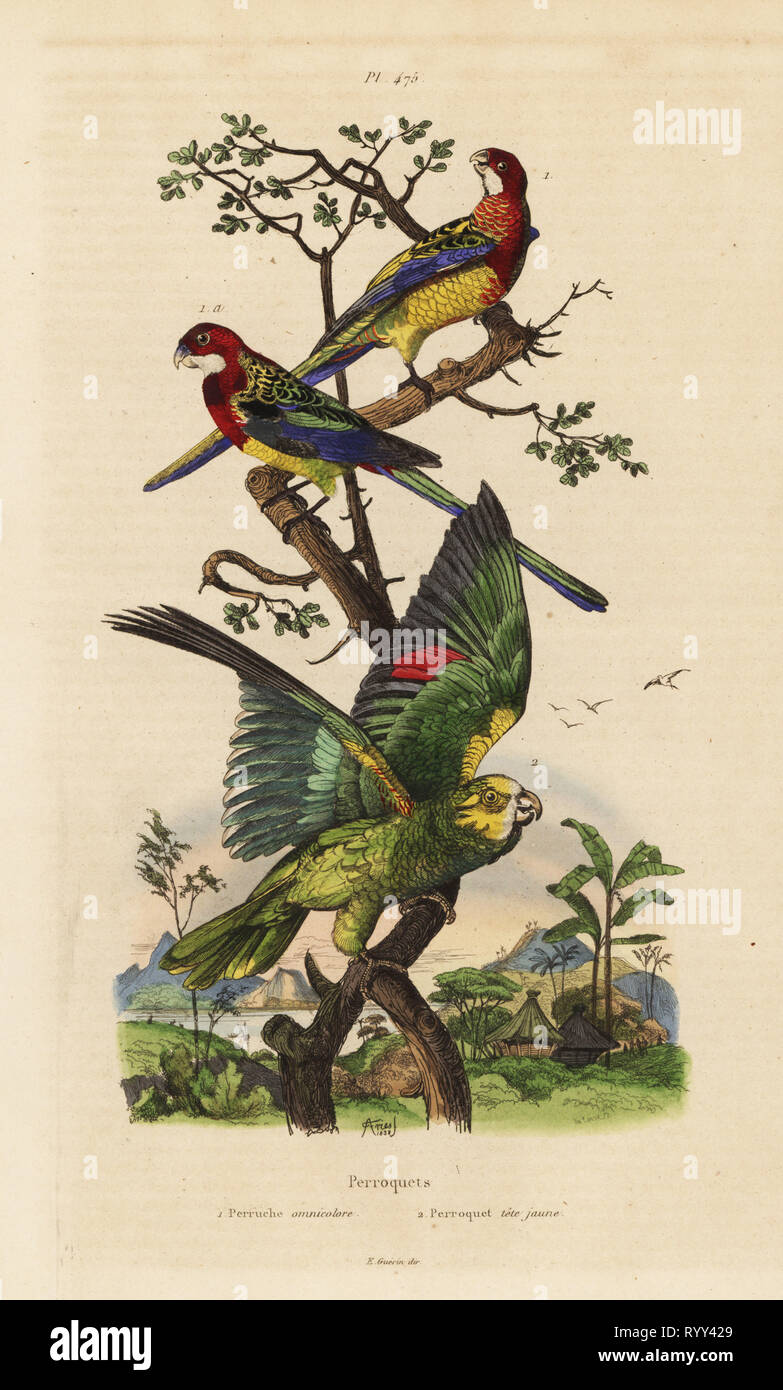 Eastern rosella, Platycercus exams, and yellow-crowned amazon, Amazona ochrocephala. Perruche omnicolore et Perroquet tete jaune. Handcoloured steel engraving by du Casse after an illustration by Adolph Fries from Felix-Edouard Guerin-Meneville's Dictionnaire Pittoresque d'Histoire Naturelle (Picturesque Dictionary of Natural History), Paris, 1834-39. Stock Photo