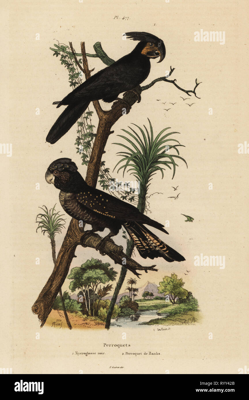 Palm cockatoo, Probosciger aterrimus, and red-tailed black cockatoo, Calyptorhynchus banks Mycroglosse noir et Perroquet de Banks. Handcoloured steel engraving by du Casse after an illustration by Adolph Fries from Felix-Edouard Guerin-Meneville's Dictionnaire Pittoresque d'Histoire Naturelle (Picturesque Dictionary of Natural History), Paris, 1834-39. Stock Photo