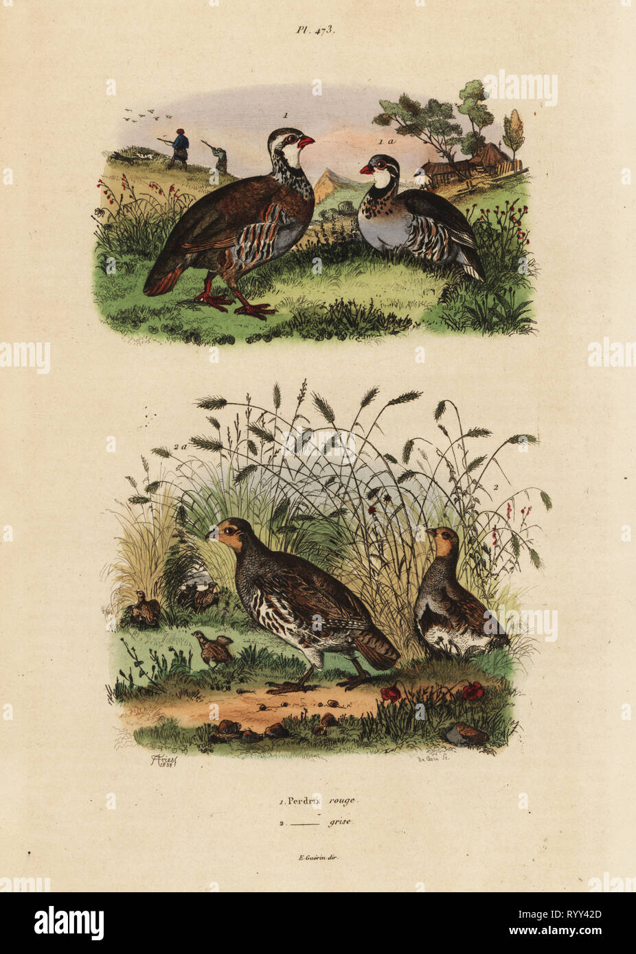 Red-legged partridge, Lectures rufa, and grey partridge, Perdix perdix Perdrix rouge et perdrix grise. Handcoloured steel engraving by du Casse after an illustration by Adolph Fries from Felix-Edouard Guerin-Meneville's Dictionnaire Pittoresque d'Histoire Naturelle (Picturesque Dictionary of Natural History), Paris, 1834-39. Stock Photo
