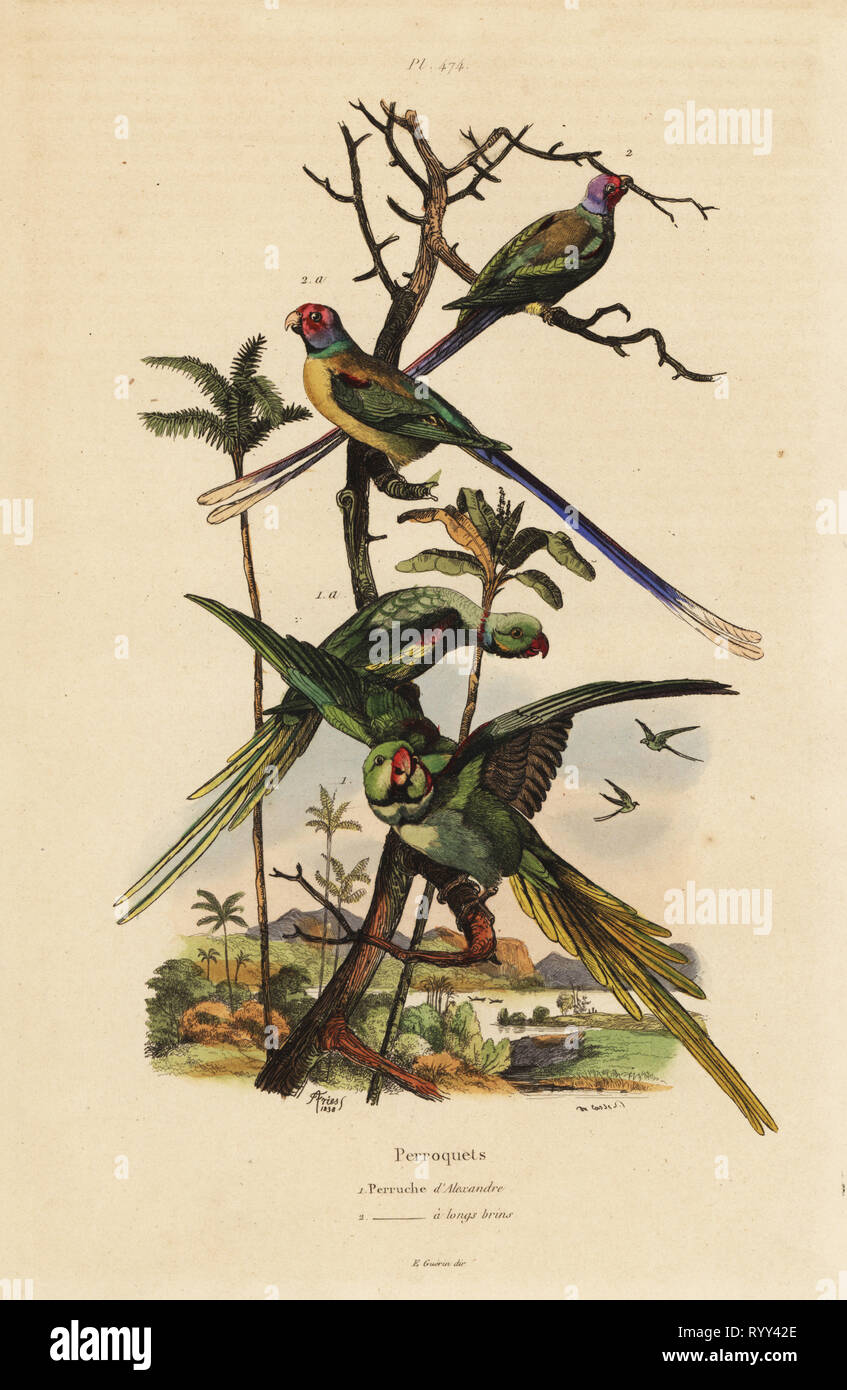 Alexandrine parakeet, Psittacula eupatria, and long-tailed parakeet, Psittacula longicauda Perruche d'Alexandre et perruche a longs brins. Handcoloured steel engraving by du Casse after an illustration by Adolph Fries from Felix-Edouard Guerin-Meneville's Dictionnaire Pittoresque d'Histoire Naturelle (Picturesque Dictionary of Natural History), Paris, 1834-39. Stock Photo