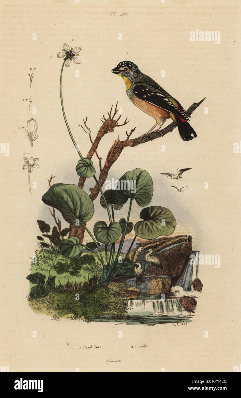 Spotted pardalote, Pardalotus punctatus. Handcoloured steel engraving by du Casse after an illustration by Adolph Fries from Felix-Edouard Guerin-Meneville's Dictionnaire Pittoresque d'Histoire Naturelle (Picturesque Dictionary of Natural History), Paris, 1834-39. Stock Photo