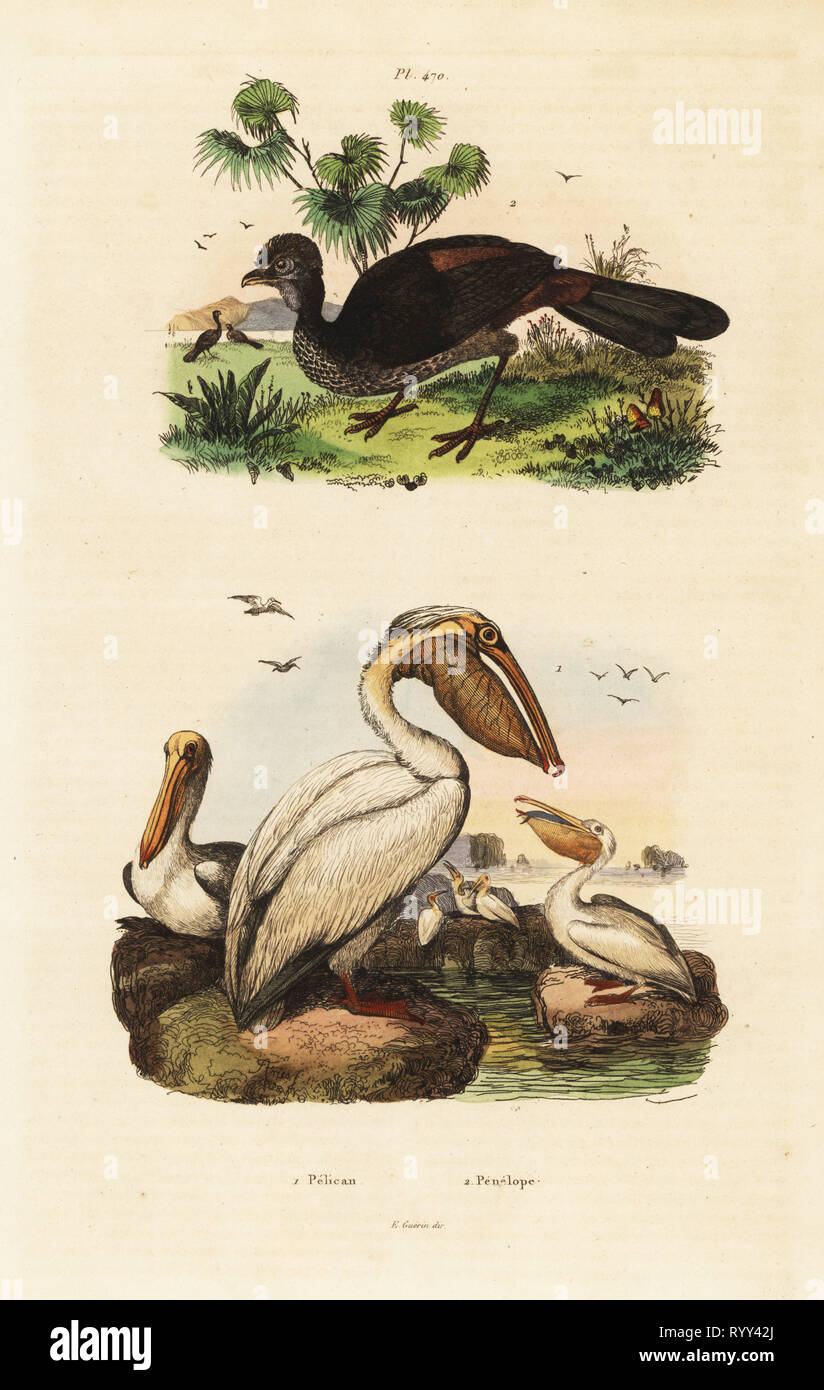 American white pelican, Pelecanus erythrorhynchos, and Spix's guan, Penelope jacquacu. Stock Photo