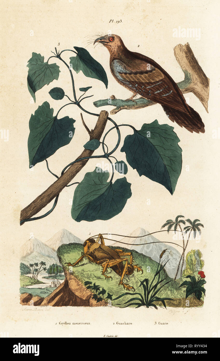 Schizodactylus monstrosus cricket 1, oilbird, Steatornis caripensis 2, and Mikania guaco vine 3. Gryllon monstrueux, Guacharo, Guaco. Handcoloured steel engraving by Pfitzer after an illustration by A. Carie Baron from Felix-Edouard Guerin-Meneville's Dictionnaire Pittoresque d'Histoire Naturelle (Picturesque Dictionary of Natural History), Paris, 1834-39. Stock Photo