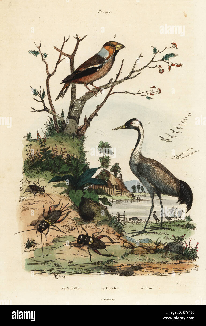 Hawfinch, Coccothraustes coccothraustes 2, common crane, Grus grus 3, and crickets, Gryllus campestris 1. Grillon, gros-bec, grue. Handcoloured steel engraving engraved and drawn by Adolph Fries from Felix-Edouard Guerin-Meneville's Dictionnaire Pittoresque d'Histoire Naturelle (Picturesque Dictionary of Natural History), Paris, 1834-39. Stock Photo