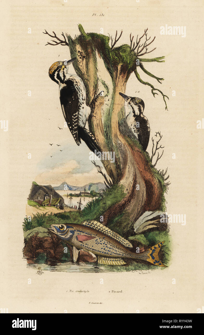 Three-toed woodpecker, Picoides tridactylus 1, and picarel, Spicara smaris 2. Pic tridactyle, picarel. Handcoloured steel engraving by du Casse after an illustration by Adolph Fries from Felix-Edouard Guerin-Meneville's Dictionnaire Pittoresque d'Histoire Naturelle (Picturesque Dictionary of Natural History), Paris, 1834-39. Stock Photo