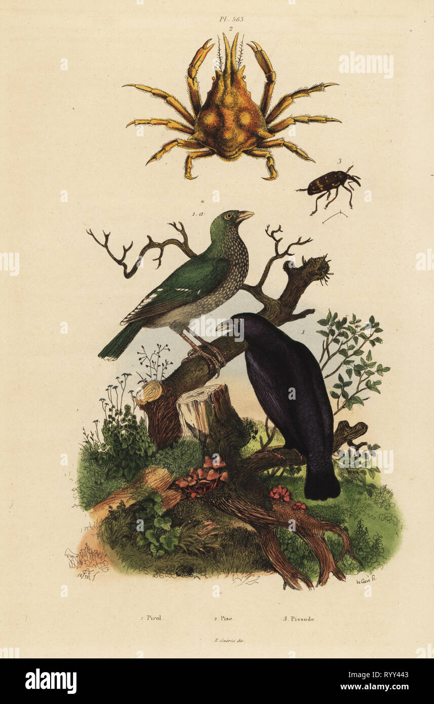 Black oriole, Oriolus hosii 1, green oriole, Oriolus flavocinctus 1a, four-horned spider crab, Pisa tetraodon 2, weevil beetle, Pissodes species 3. Handcoloured steel engraving by du Casse after an illustration by Adolph Fries from Felix-Edouard Guerin-Meneville's Dictionnaire Pittoresque d'Histoire Naturelle (Picturesque Dictionary of Natural History), Paris, 1834-39. Stock Photo