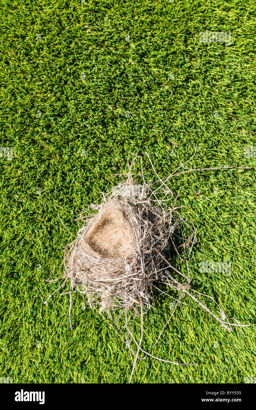 A small used bird's nest from last season. It has a good sized nest wall and insulation and the usual cup-size with the bottom of the cup being the lo Stock Photo