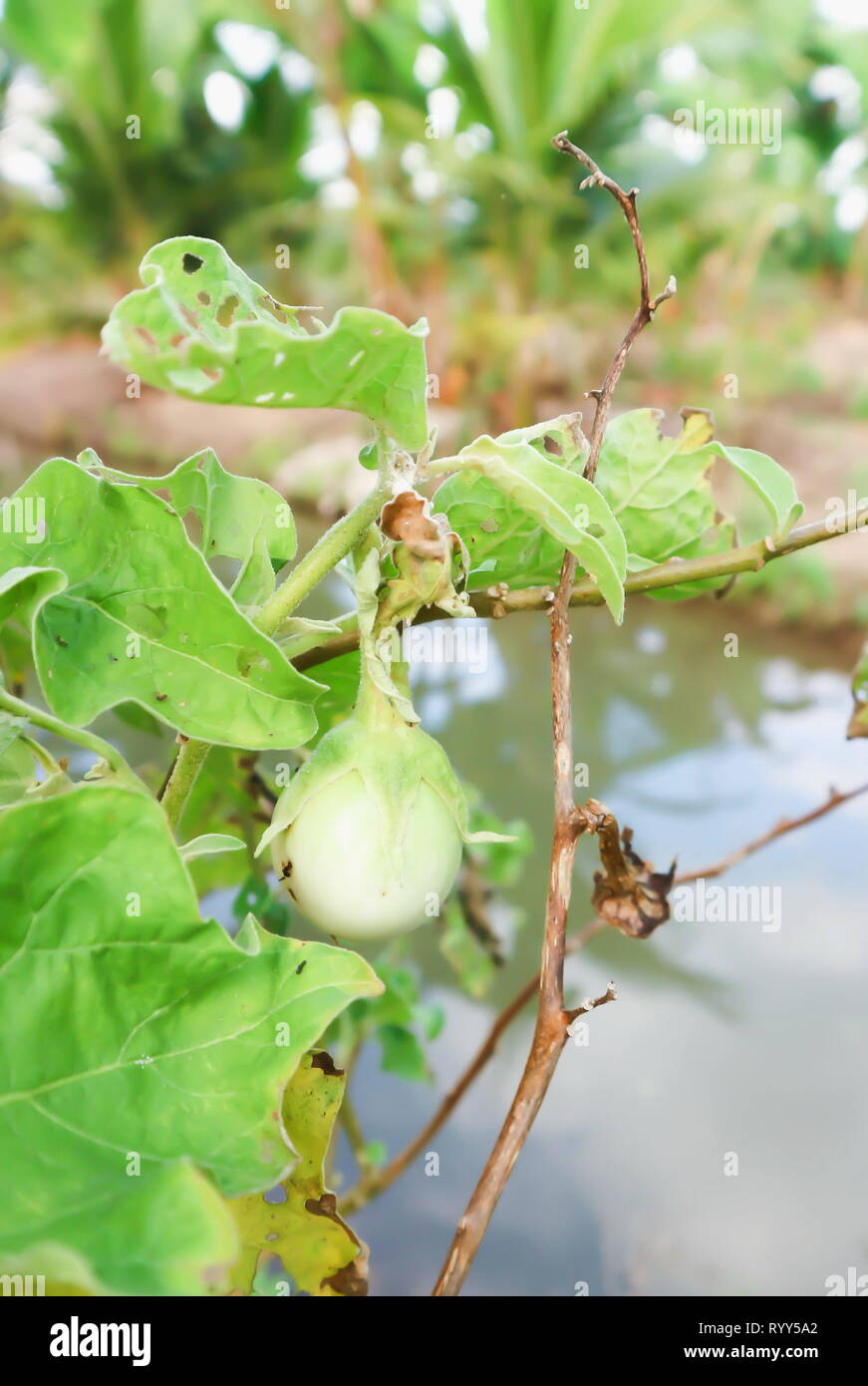 small eggplant, eggplant plant on the farm Stock Photo Alamy