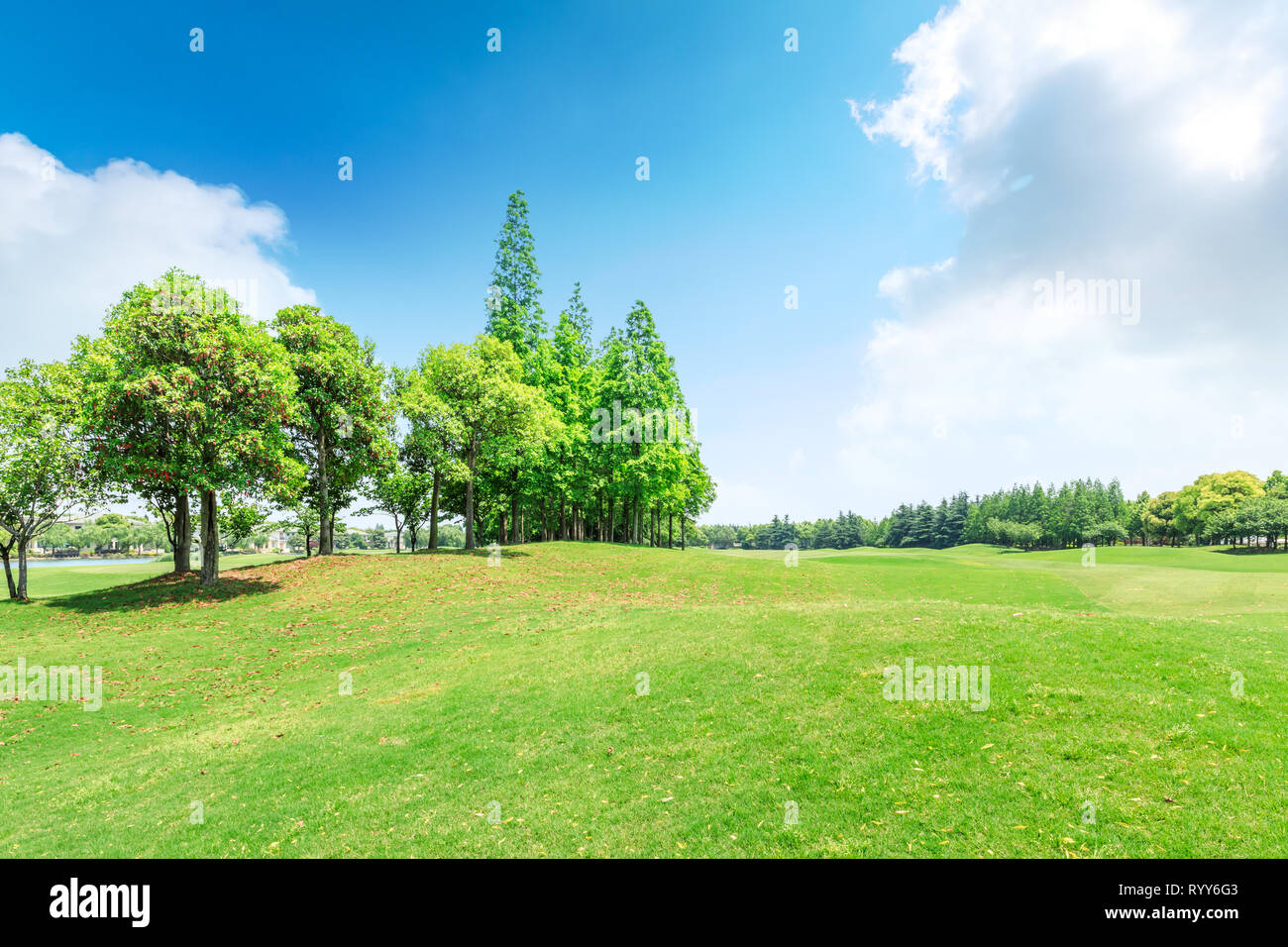 Green grass and trees in the nature park Stock Photo - Alamy