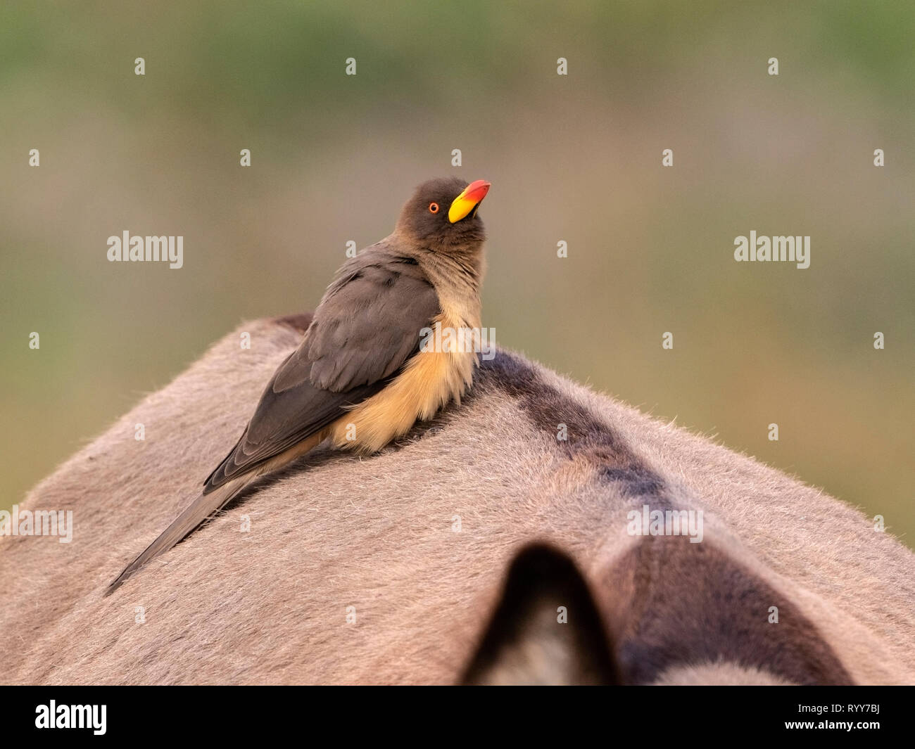 Yellow-billed Oxpecker, feeding on back of donkey, Makasutu Forest, Gambia 27 February 2019 Stock Photo