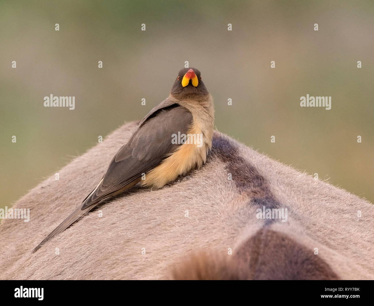 Yellow-billed Oxpecker, feeding on back of donkey, Makasutu Forest, Gambia 27 February 2019 Stock Photo