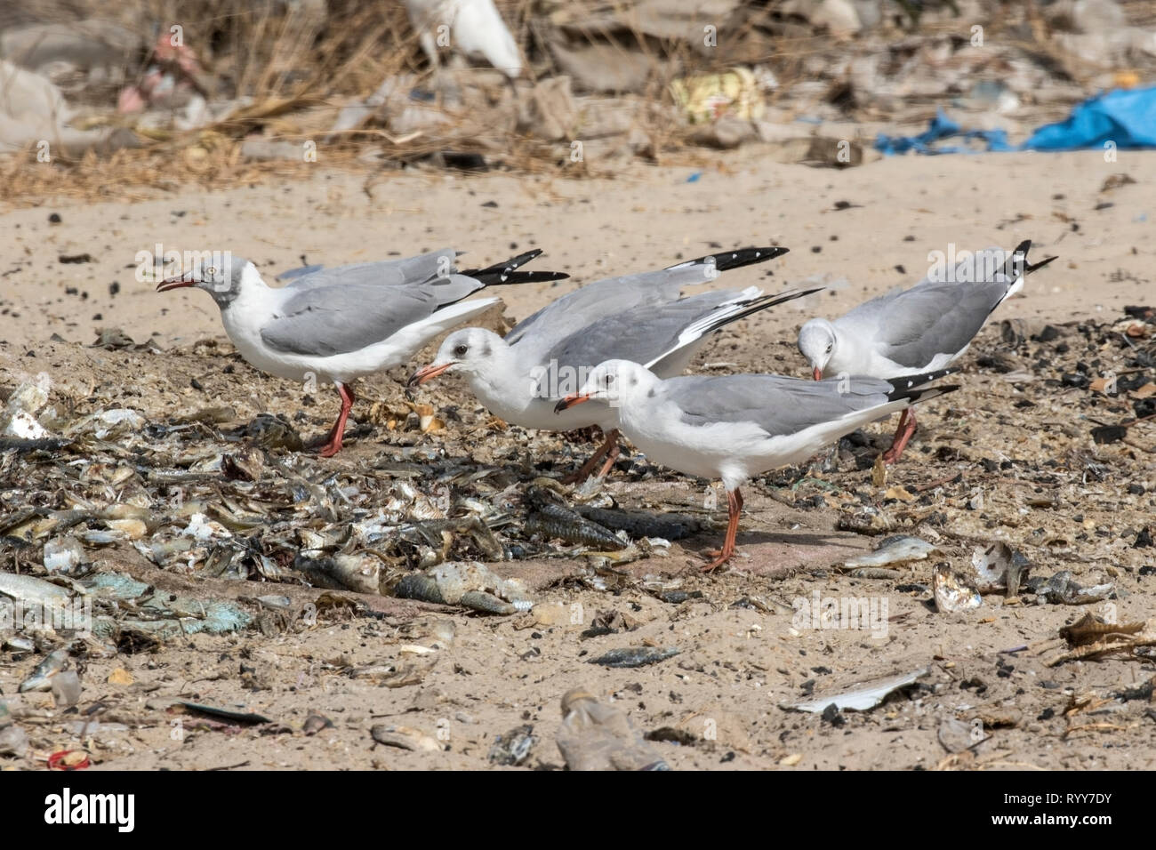 Grey-headed Gull, feeding on discarded fish, Tanji, Gambia 28 February 2019 Stock Photo