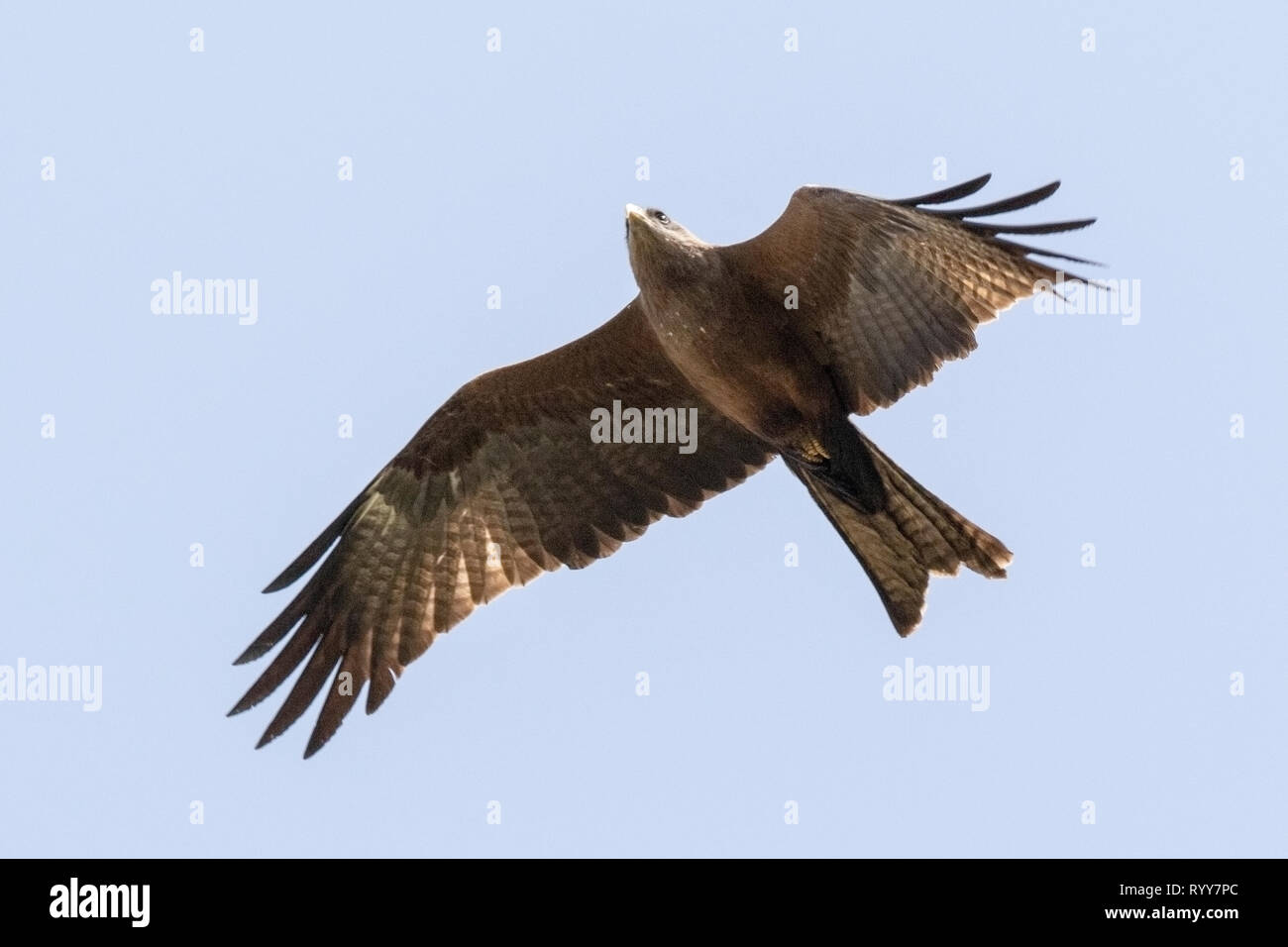 Yellow-billed Kite, Banjul, Gambia 2 March 2019 Stock Photo