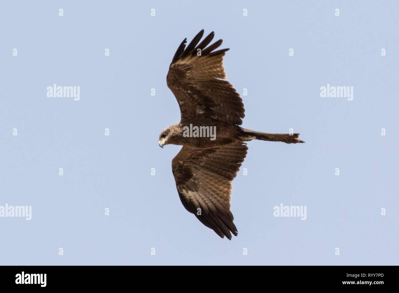 Yellow-billed Kite, Banjul, Gambia 2 March 2019 Stock Photo