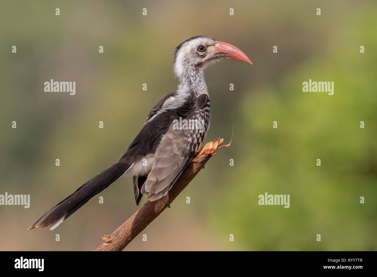 Western Red-billed Hornbill, Makasutu Forset, Gambia 3 March 2019 Stock Photo