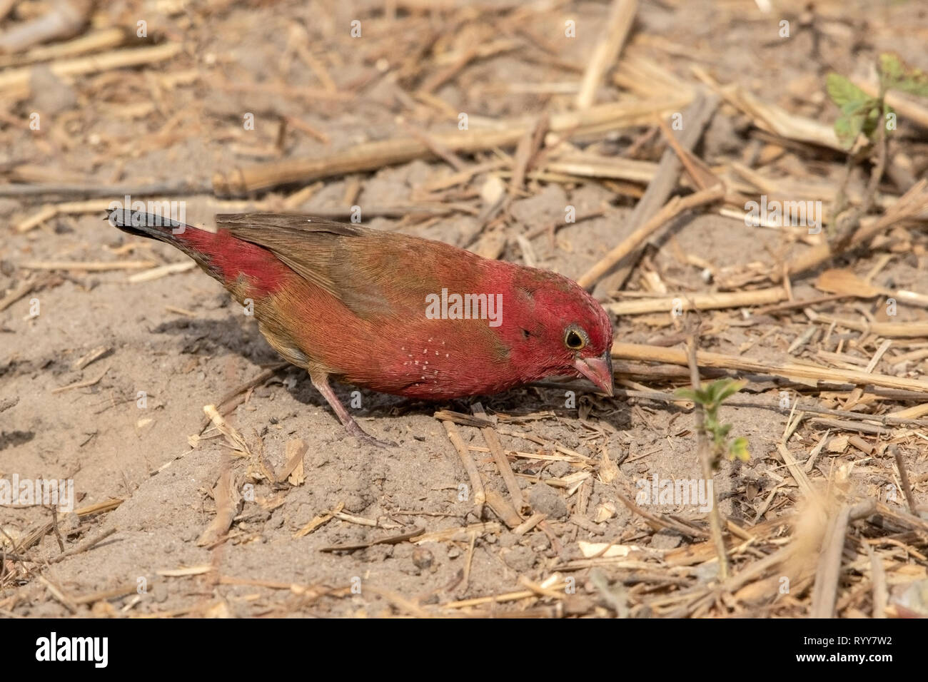 Red-billed Firefinch, Makasutu Forest, Gambia 3 March 2019 Stock Photo