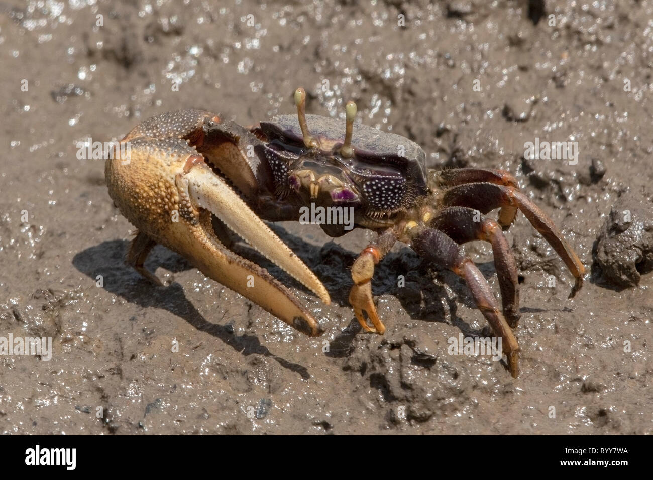 Fiddler Crab, River Gambia, Gambia 3 March 2019 Stock Photo
