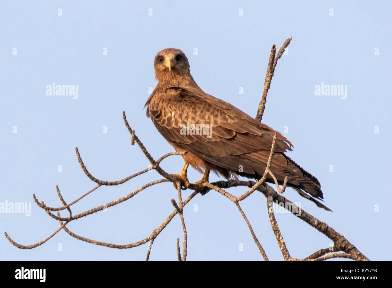 Yellow-billed Kite, Banjul, Gambia 2 March 2019 Stock Photo