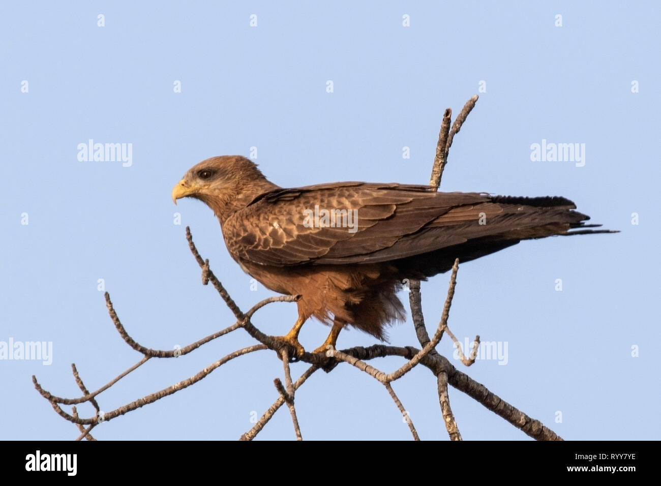 Yellow-billed Kite, Banjul, Gambia 2 March 2019 Stock Photo