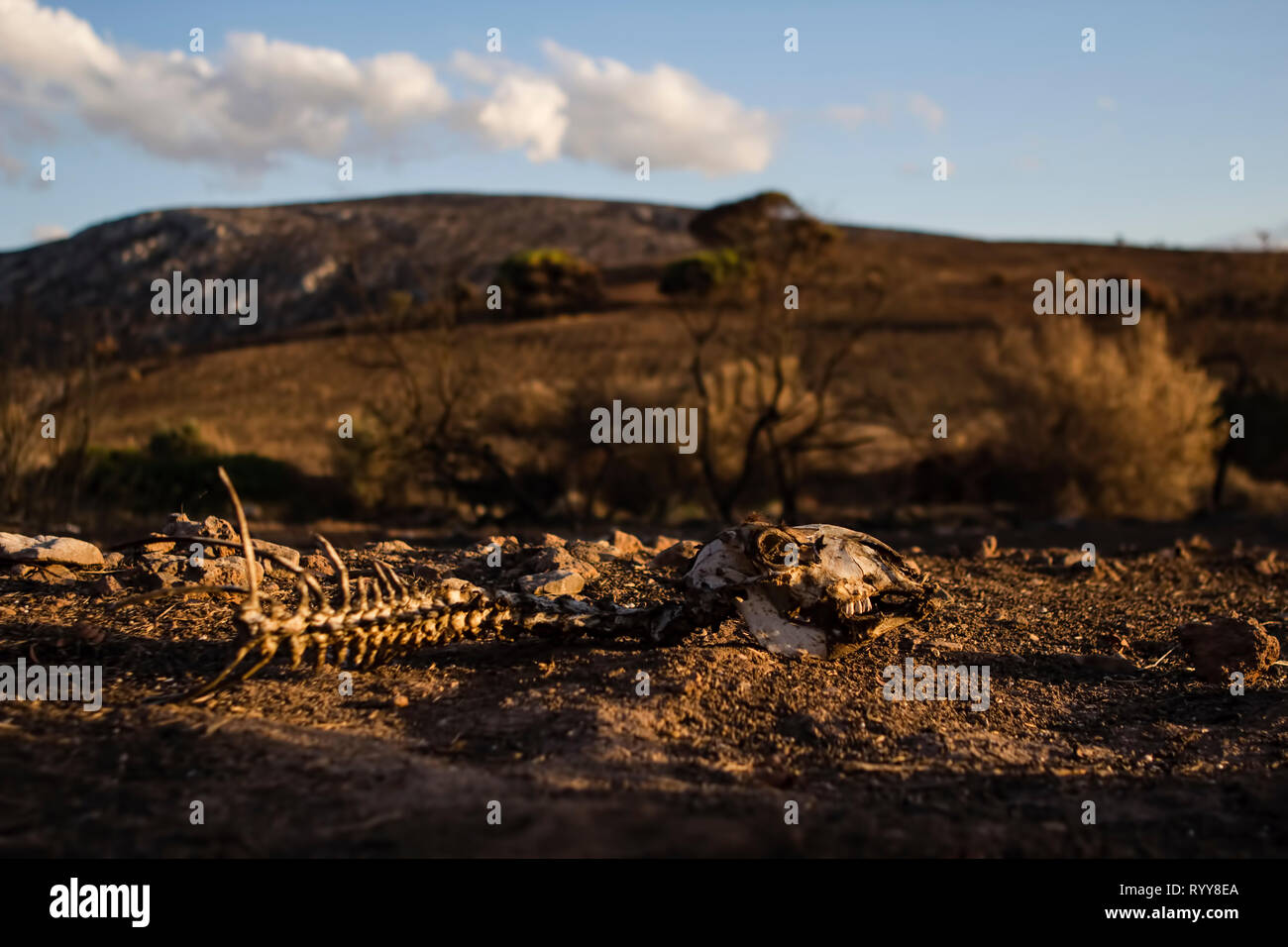 Animal skeleton on dry earth. Stock Photo