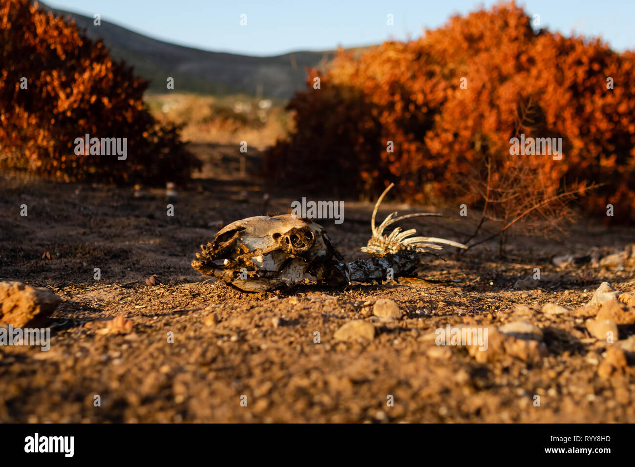 Animal skeleton on dry earth. Stock Photo