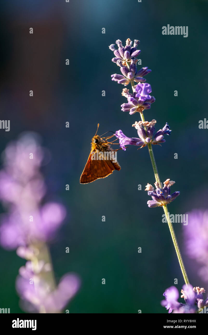 Beautiful insect on lavender angustifolia, lavandula in sunlight in ...