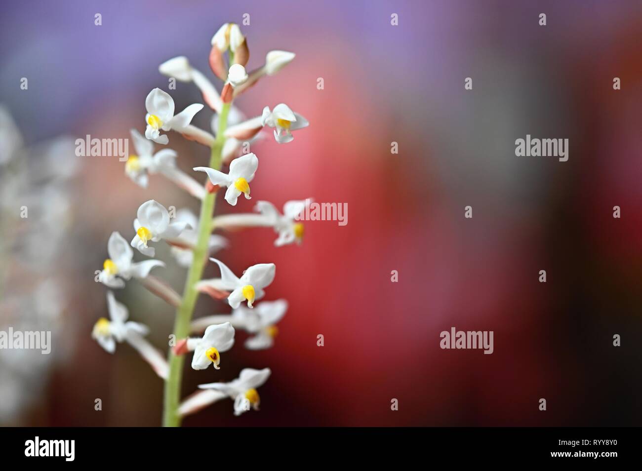 Beautiful flower. Macro shot of nature. Jewel Orchid - Ludisia discolor. Stock Photo