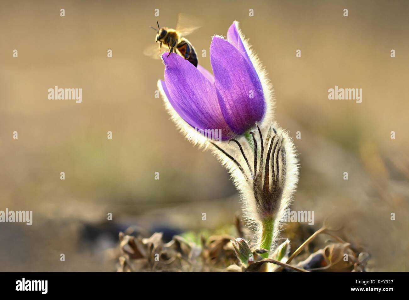 Spring. Beautiful blossoming flower on a meadow with a bee. Natural colorful background for springtime and sunset. Pasque flower (Pulsatilla grandis) Stock Photo