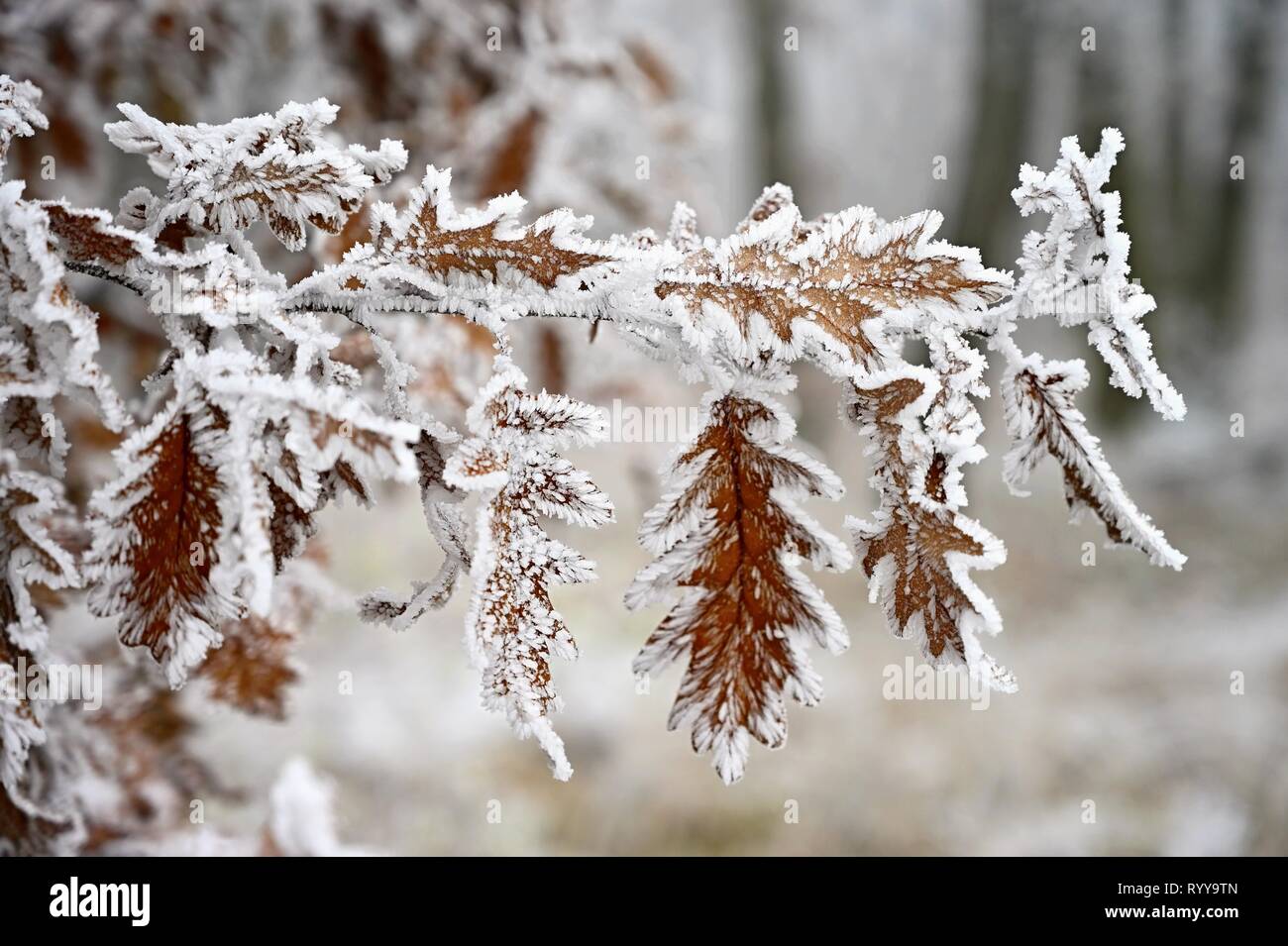 Frost and snow on branches. Beautiful winter seasonal background. Photo of frozen  nature Stock Photo - Alamy